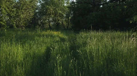 Loving Couple is Walking in a Field Stock Footage 50919009