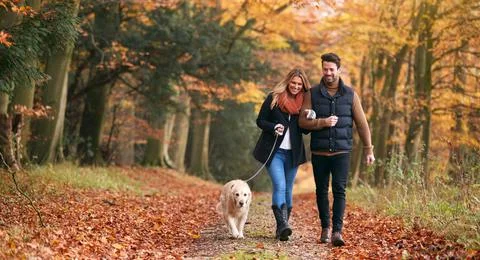 Loving Couple Walking With Pet Golden Retriever Dog Along Autumn Woodland Path Stock Photos