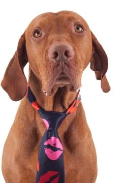 Loving dog Stock Photos