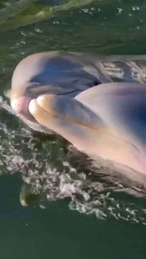 A loving dolphin couple Stock Footage 319991372