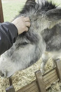Loving donkey Stock Photos