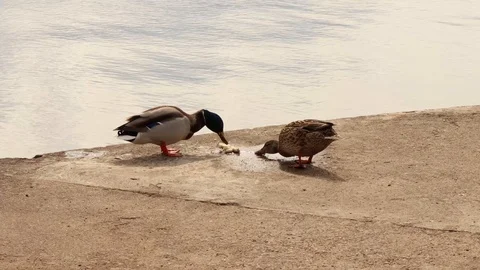 Loving ducks eat bread on the shore. Stock Footage 129301035