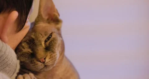 Loving Sphynx Cat Enjoying a Cuddle Stock Footage 272562089