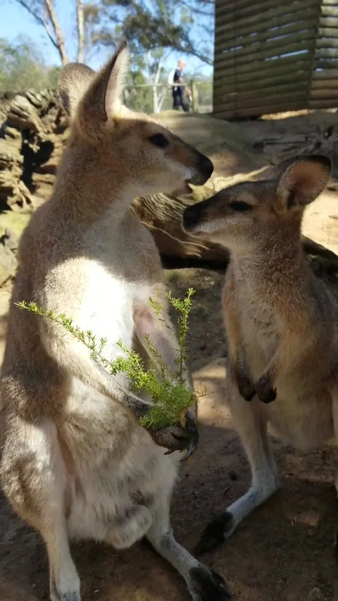 Loving Wallabies Close up Stock Footage 220236281