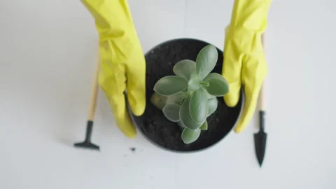 A lovingly transplant in video that conveys the tenderness and care of a woman Stock Footage 242501959