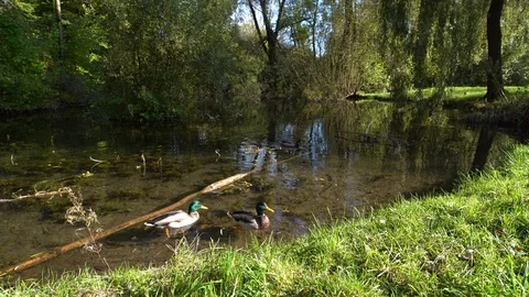 Lovly ducks a swimming through the clear water. Stock Footage 117746349