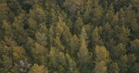 Low aerial camera flies over pine forest toward the sea Stock Footage 90758250