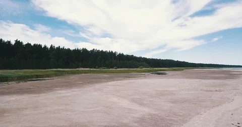 Low aerial camera flies toward pine forest Stock Footage 90758230