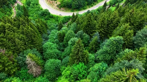 Low Aerial Descent Over Dense Forest Toward Scenic Road in Daylight Stock-Footage 339395424