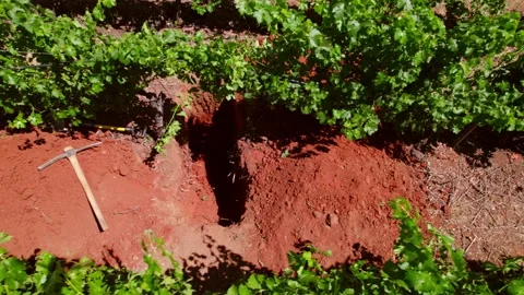 Low aerial dolly over a pickaxe at the side of a Cabernet Sauvignon Stock Footage 236983662