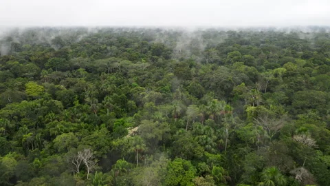 Low Aerial Drone Flight over Amazon Rainforest Canopy in Morning Mist Vídeo Stock 331744282
