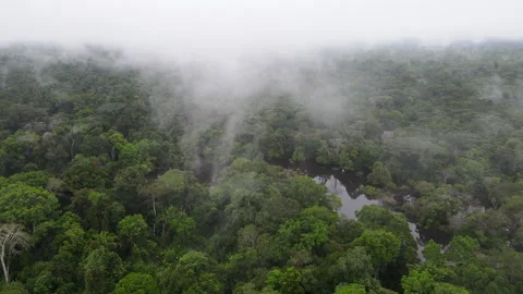 Low Aerial Drone Flight over Amazon Rainforest Canopy through Morning Mist Vídeo Stock 331744286
