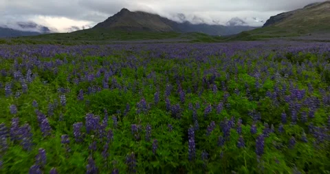 Low Aerial Drone Flight Over Purple Lupine Field and Mountain Iceland 스톡 동영상 334418822