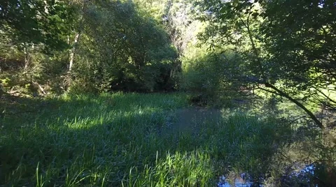 Low aerial drone shot between trees and out over reeds in a pool. Stock Footage 68807184