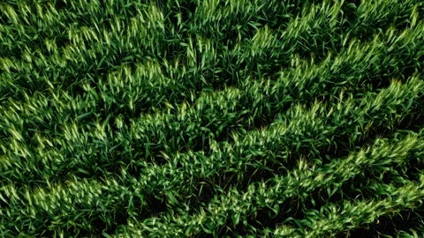Low Aerial Drone Shot Over Wind Blown Wheat Field in Summer Video stock 342007729