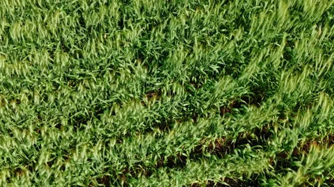 Low Aerial Drone Shot Over Wind Swept Wheat Field in Summer Stock Footage 342014352