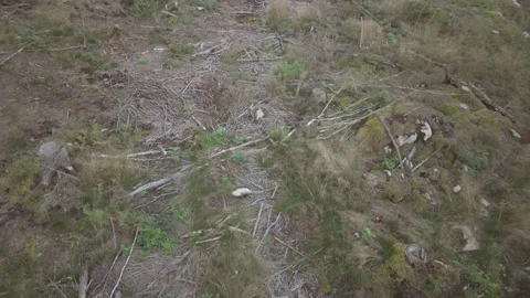 Low aerial drone view of clear cut forest ground with stumps and debris Sweden Stock Footage 323864048