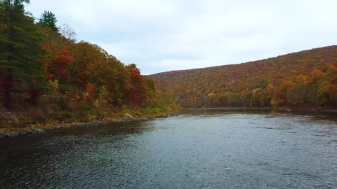 Low Aerial: Fall Foliage Forest surround Delaware River, Port Jervis NY Stock Footage 142036892