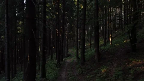Low Aerial Flight Between Dark Pine Tree Trunks with Sun Beams on Forest Floor Stock Footage 319829260