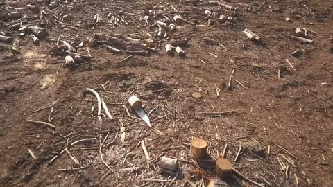 Low aerial flight over bare logged forest floor Stock Footage 78584311