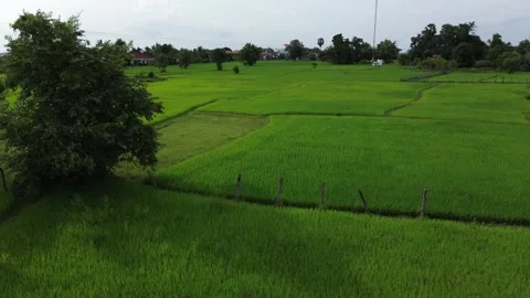 Low aerial flight over bright green rice paddies, southern Laos Stock Footage 341486631