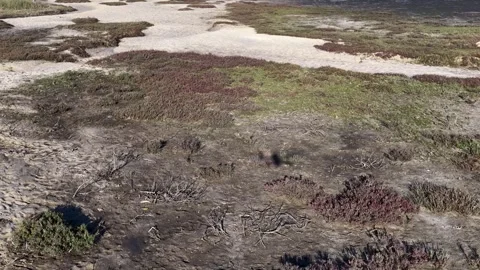 Low Aerial Flight Over Coastal Wetland Sand and Salt Marsh Stock Footage 345476916