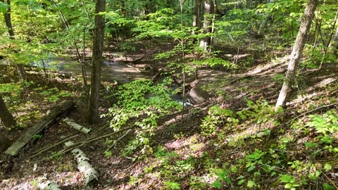 Low Aerial Flight Over Dense Forest with Stream Stock Footage 318196648