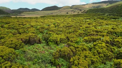Low Aerial Flight Over Dense Green Shrubland Landscape on Terceira Island Azores Stock Footage 335996506