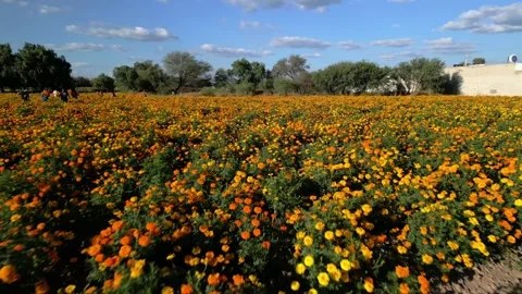 Low aerial flight over a marigold field with people harvesting flowers 스톡 동영상 341999696