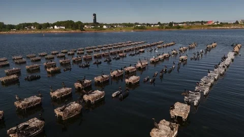Low Aerial Flight Over Oyster Cages, Cormorants, Lennox Island PEI Stock Footage 341363384