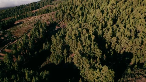 Low aerial flight over pine canopy reveals terraced slopes above the clouds on Stock Footage 343828381