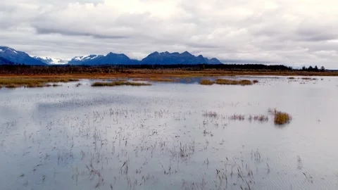 Low aerial flight over a shallow flooded marsh with grass tufts toward autumn Видео 348128236
