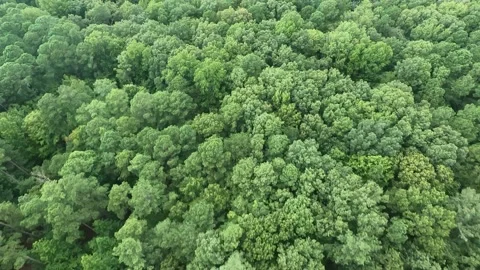 Low Aerial Flight Over Tree Tops Vidéo 137609728