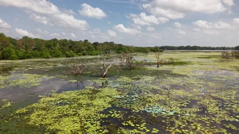 Low Aerial Flight Over Tropical Wetlands Covered with Water Lilies in Sri La Stock Footage 338280189