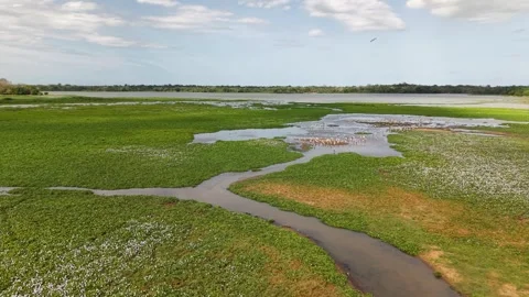 Low Aerial Flight Over Tropical Wetlands and Marshland Near Arugam Bay, Sri Stock Footage 338280285