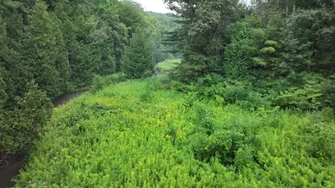 Low aerial flight through a dense forest, lush clearing and river Stock Footage 315141012
