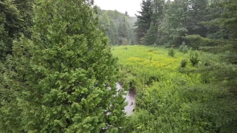Low Aerial Flight Through Dense Forest and River Clearing Stock Footage 316548503