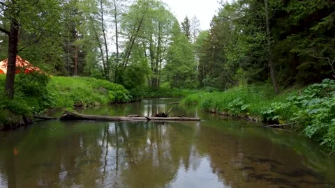 Low aerial fly over small clean forest river with trees in the water Stock Footage 169925833