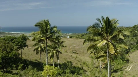 Low aerial fly through palm trees in the front of the ocean Stock Footage 114510441