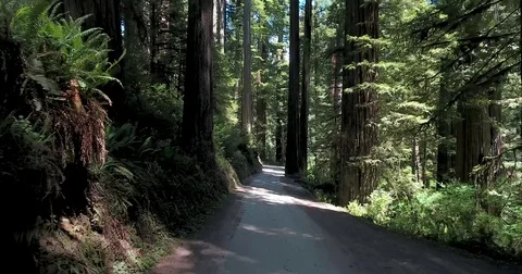 Low aerial flying backwards down in Redwood State Park Stock Footage 73086503