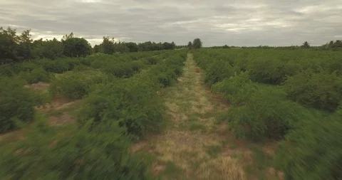 Low aerial flying close over acerola plantation fields in rural fruit production Stock Footage 101285614