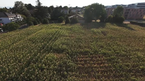 Low Aerial Flyover of Empty Field Toward Rural Chapel, Switzerland Stock Footage 341358610