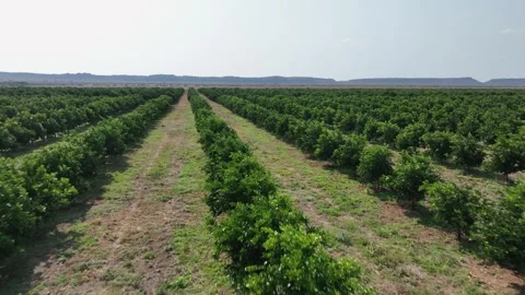 Low aerial flyover of long rows of orange trees in large fruit orchard Stock Footage 345330888