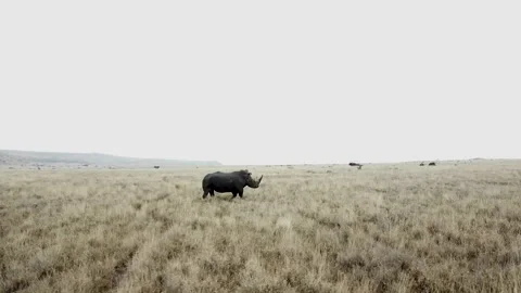 Low aerial footage  of Rhino in Africa Stock Footage