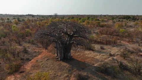 Low aerial orbits lone Baobab tree towering above all in Zimbabwe 動画素材 345331393