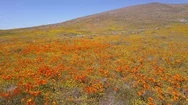 A Low Aerial Over A Beautiful Orange Field Of California Poppy Wildflowers. Stock Footage