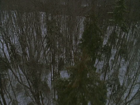 Low aerial over mostly barren trees with snow on the forest floor. Stock Footage 86750472