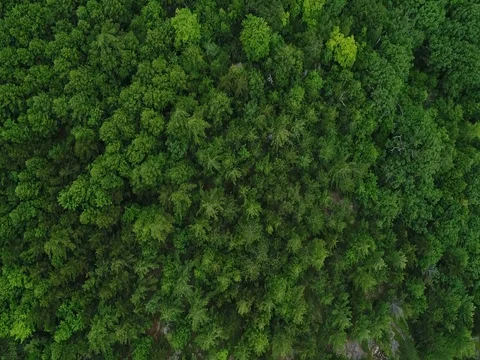 Low Aerial Over Mountain Trees - 01 Stock Footage 79807615