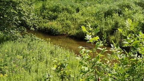 Low Aerial Pan Over River and Forest Clearing – Waubaushene Video stock 316547509
