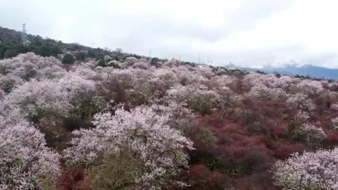 Low aerial passing over dense pink peach blossoms in Nyingchi Stock Footage 345888141
